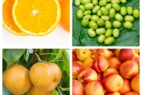 The N-Fruit Collection: 21 Varieties