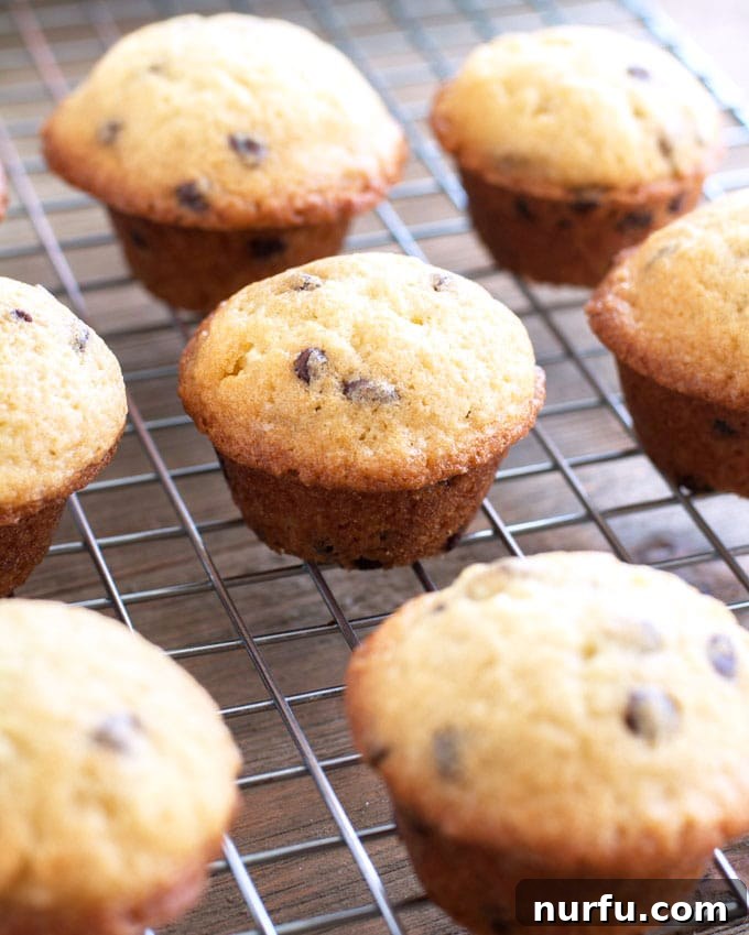 Cooling Mini Chocolate Chip Muffins Freshly baked mini chocolate chip muffins cooling on a wire rack.