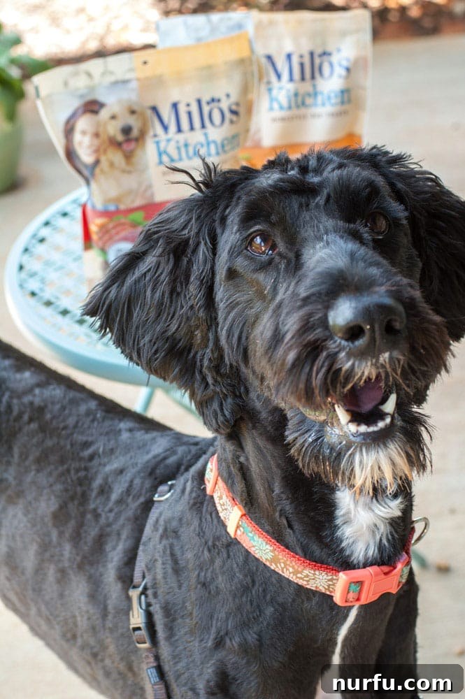 Dog with Milo's Kitchen Treats A happy dog eagerly looking at a plate of delicious Milo's Kitchen homestyle treats, anticipating a tasty snack
